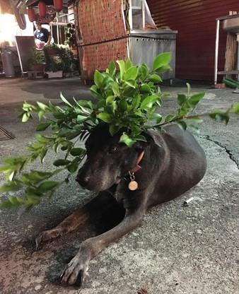 狗狗趴奶奶遺照前離世，感謝16年前的收留，家人把它葬在院子