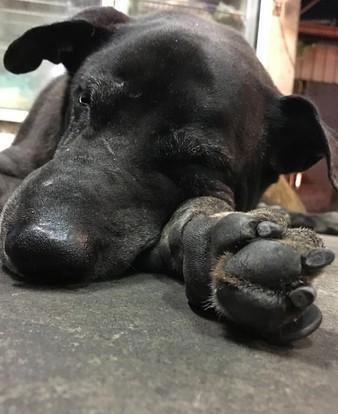 狗狗趴奶奶遺照前離世，感謝16年前的收留，家人把它葬在院子