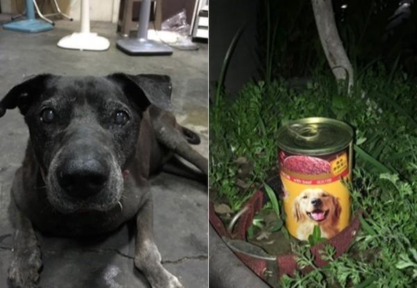 狗狗趴奶奶遺照前離世，感謝16年前的收留，家人把它葬在院子