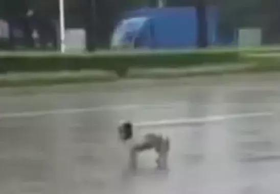 去接新娘的路上遇到淋雨小狗，新郎告訴司機：快停車，新郎與狗出現暖心畫面