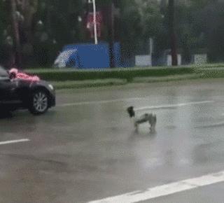 去接新娘的路上遇到淋雨小狗，新郎告訴司機：快停車，新郎與狗出現暖心畫面