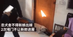 去接新娘的路上遇到淋雨小狗，新郎告訴司機：快停車，新郎與狗出現暖心畫面