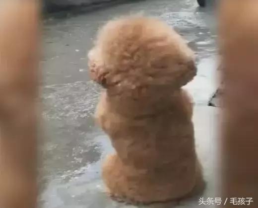 狗狗下雨天不能出門太鬱悶，狗狗一轉身，大家都笑噴