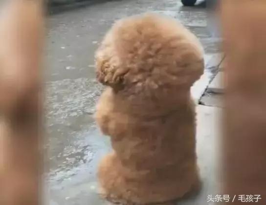 狗狗下雨天不能出門太鬱悶，狗狗一轉身，大家都笑噴