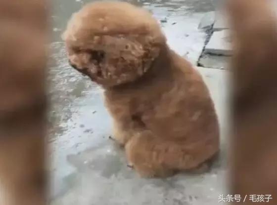 狗狗下雨天不能出門太鬱悶，狗狗一轉身，大家都笑噴