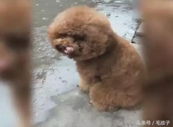 狗狗下雨天不能出門太鬱悶，狗狗一轉身，大家都笑噴