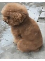 狗狗下雨天不能出門太鬱悶，狗狗一轉身，大家都笑噴