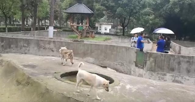 動物園讓狗陪孤狼有何不妥？狼不依賴人，和狗恩愛生活不可以嗎？