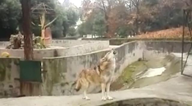 動物園讓狗陪孤狼有何不妥？狼不依賴人，和狗恩愛生活不可以嗎？