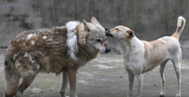 動物園讓狗陪孤狼有何不妥？狼不依賴人，和狗恩愛生活不可以嗎？