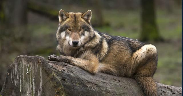 動物園讓狗陪孤狼有何不妥？狼不依賴人，和狗恩愛生活不可以嗎？