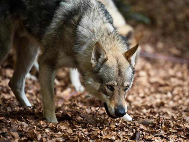 動物園讓狗陪孤狼有何不妥？狼不依賴人，和狗恩愛生活不可以嗎？