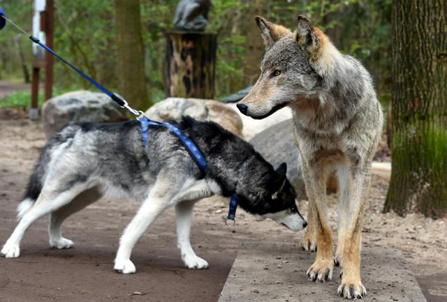 動物園讓狗陪孤狼有何不妥？狼不依賴人，和狗恩愛生活不可以嗎？
