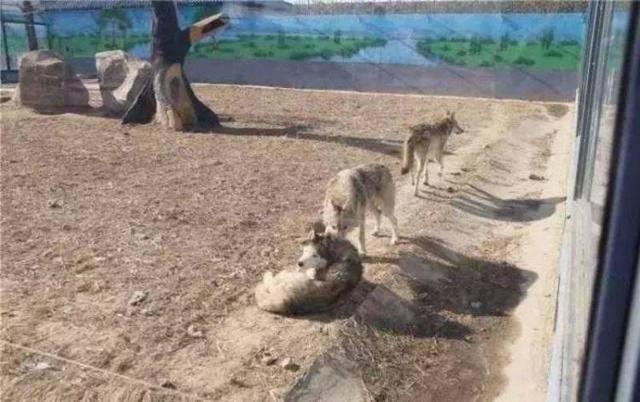 動物園讓狗陪孤狼有何不妥？狼不依賴人，和狗恩愛生活不可以嗎？