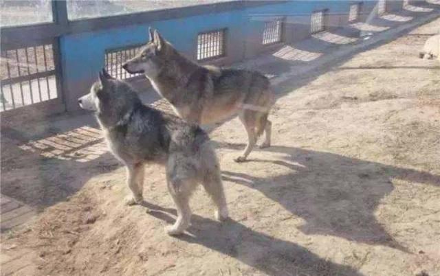 動物園讓狗陪孤狼有何不妥？狼不依賴人，和狗恩愛生活不可以嗎？