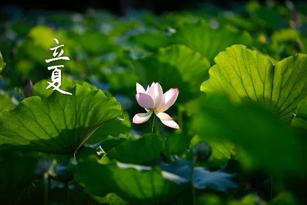 立夏要吃餅，烙一張河南菜饃，蔬菜清爽麥子濃香，吃上三張不解饞