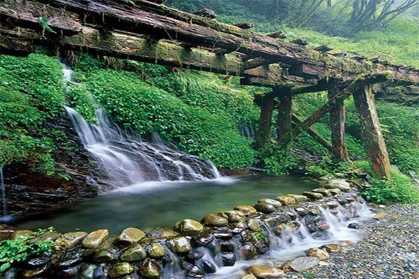 漫遊療癒山林步道！森林系五大微秘境
