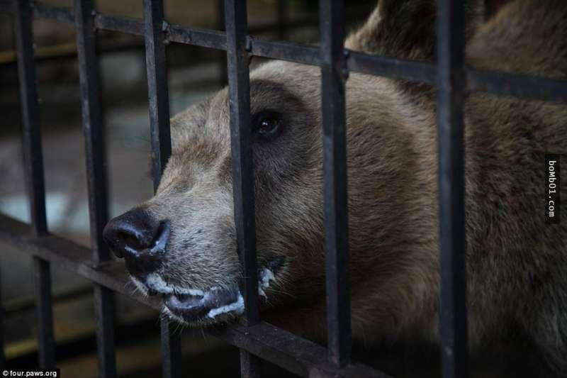 這隻「世界上最悲傷的熊」被無良商人困在鐵籠2年終於獲救，但大家很快就發現還不能高興得太早… 