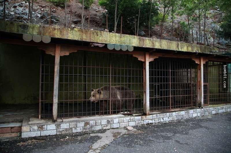 這隻「世界上最悲傷的熊」被無良商人困在鐵籠2年終於獲救，但大家很快就發現還不能高興得太早… 