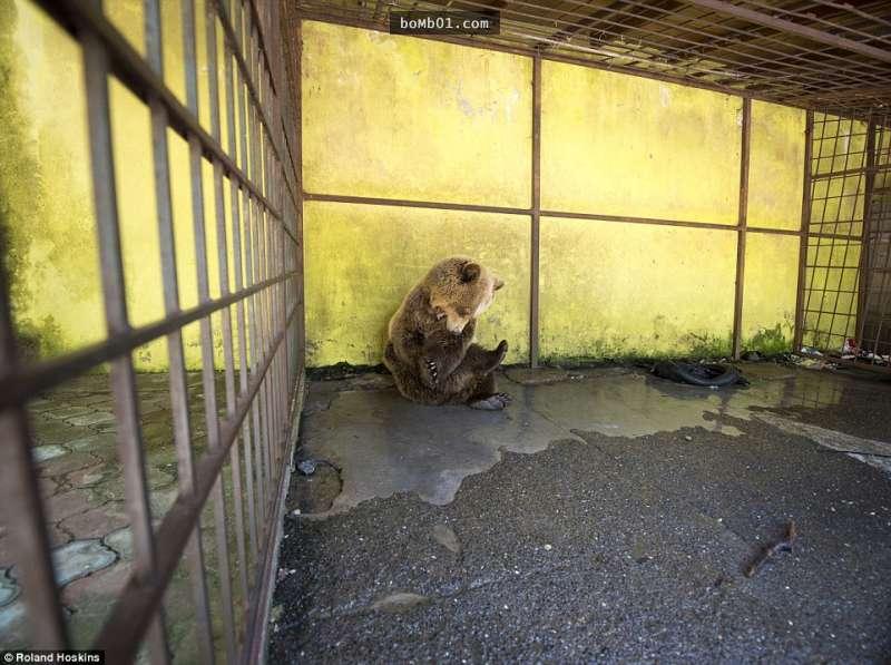 這隻「世界上最悲傷的熊」被無良商人困在鐵籠2年終於獲救，但大家很快就發現還不能高興得太早… 