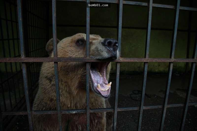 這隻「世界上最悲傷的熊」被無良商人困在鐵籠2年終於獲救，但大家很快就發現還不能高興得太早… 