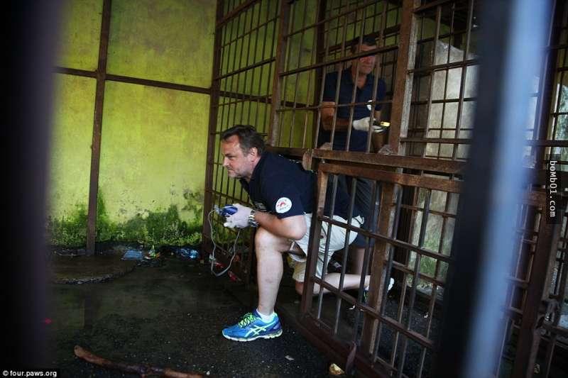 這隻「世界上最悲傷的熊」被無良商人困在鐵籠2年終於獲救，但大家很快就發現還不能高興得太早… 