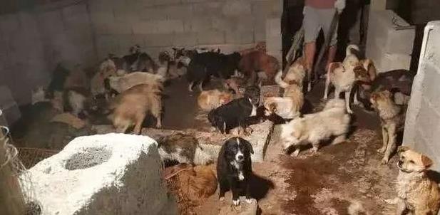 135隻狗狗從狗廠救出，每一隻狗狗都在瘋狂的顫抖