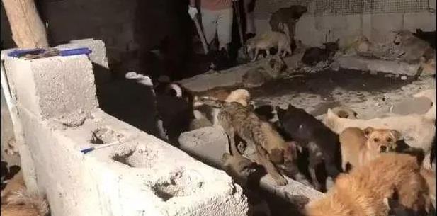 135隻狗狗從狗廠救出，每一隻狗狗都在瘋狂的顫抖