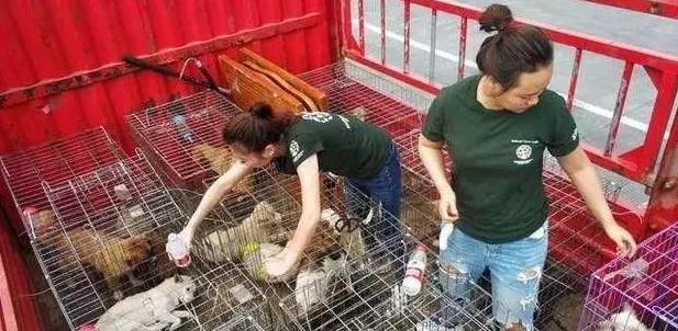 135隻狗狗從狗廠救出，每一隻狗狗都在瘋狂的顫抖