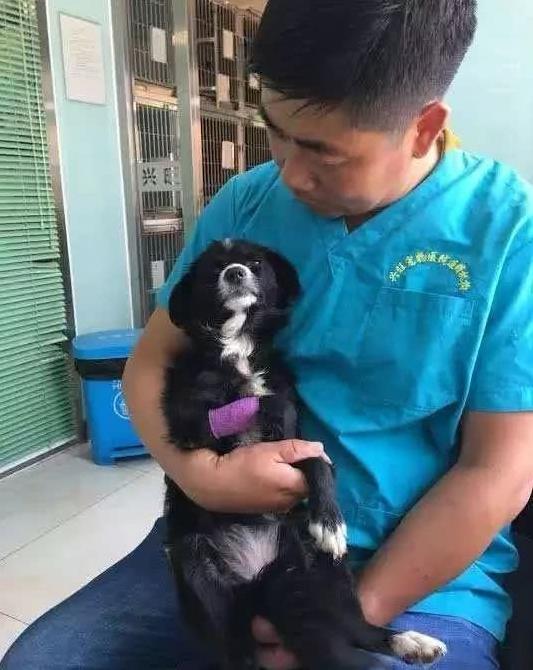 135隻狗狗從狗廠救出，每一隻狗狗都在瘋狂的顫抖