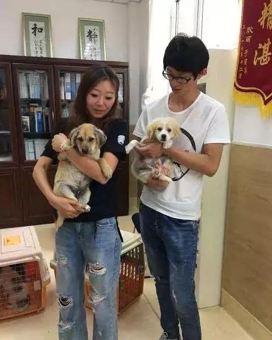 135隻狗狗從狗廠救出，每一隻狗狗都在瘋狂的顫抖