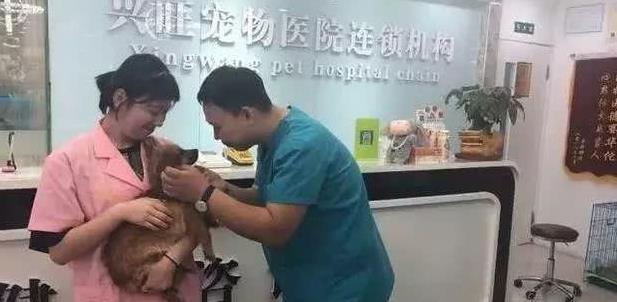 135隻狗狗從狗廠救出，每一隻狗狗都在瘋狂的顫抖