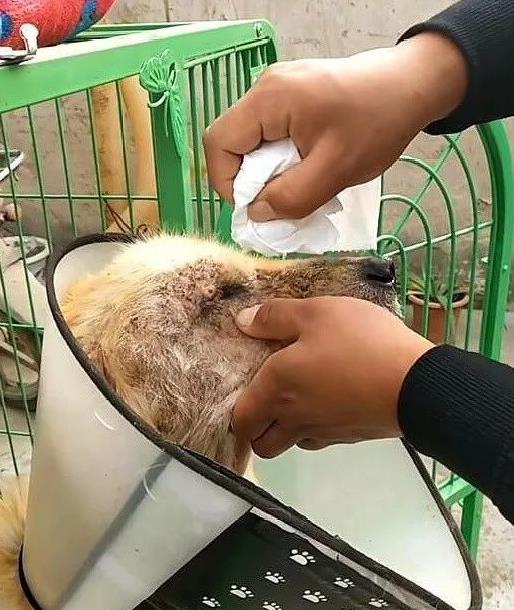 工地男子拿出血汗錢，只為了救一隻快沒生命的金毛，金金終於有了求生慾望