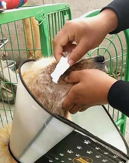 工地男子拿出血汗錢，只為了救一隻快沒生命的金毛，金金終於有了求生慾望