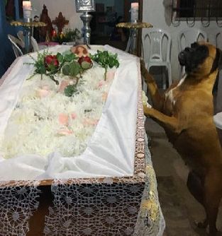 狗狗陪伴主人對抗病魔6年，主人離開世界時，狗狗嗚嗚哭了