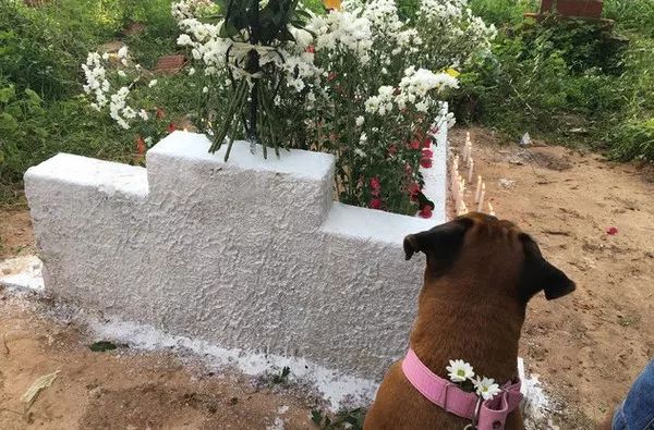 狗狗陪伴主人對抗病魔6年，主人離開世界時，狗狗嗚嗚哭了
