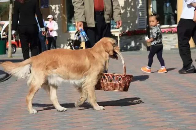 狗狗陪伴主人對抗病魔6年，主人離開世界時，狗狗嗚嗚哭了
