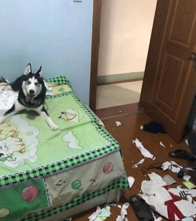 阿拉斯加剃毛變「小毛驢」憤怒拆家，主人魔性崩潰大笑：不就是給你剃毛了嗎