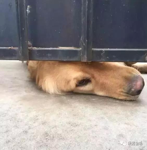 這只金毛每天都爬在門縫等女孩摸牠，不摸還會生氣，可惜她們卻不會再見面了