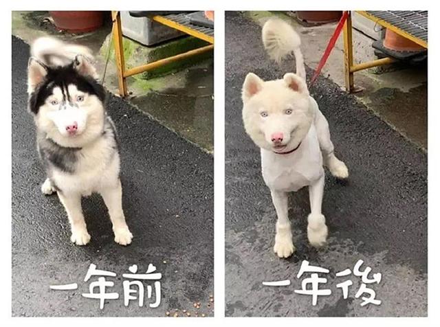 哈士奇到寵物店洗澡變成薩摩耶，後來主人才知道是胎毛隱藏了牠真面目