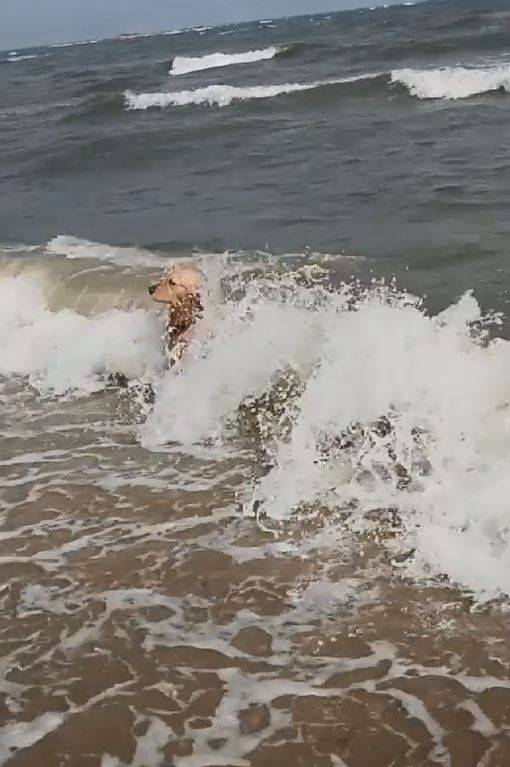 失戀汪「任海浪拍打」消愁 哀怨看遠方：別離開我...我那麼愛你