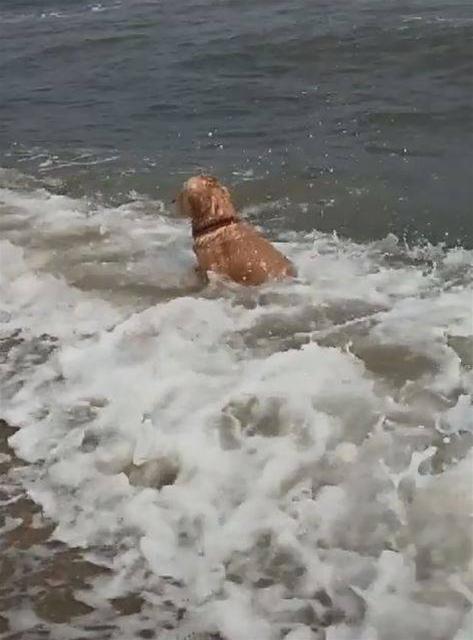 失戀汪「任海浪拍打」消愁 哀怨看遠方：別離開我...我那麼愛你