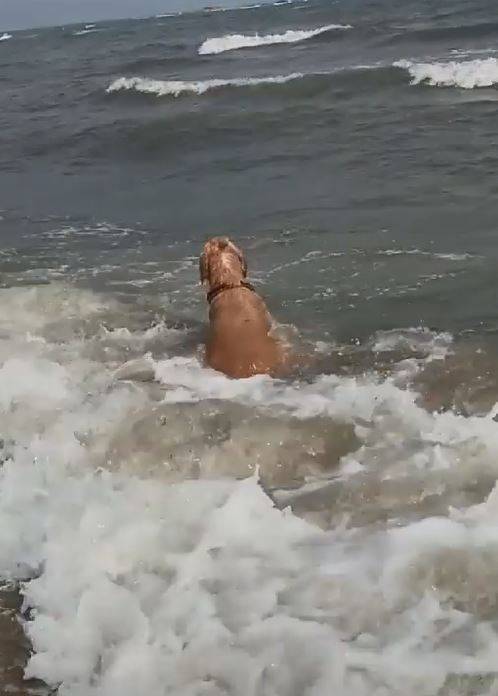 失戀汪「任海浪拍打」消愁 哀怨看遠方：別離開我...我那麼愛你