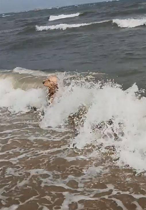 失戀汪「任海浪拍打」消愁 哀怨看遠方：別離開我...我那麼愛你