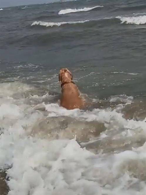 失戀汪「任海浪拍打」消愁 哀怨看遠方：別離開我...我那麼愛你