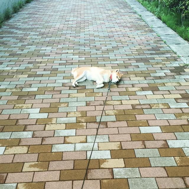 「史上最懶的柴犬」在任何地方都能一秒睡著，主人堅持帶牠旅遊「給牠全部的愛」