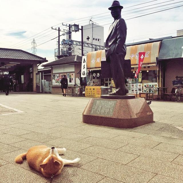 「史上最懶的柴犬」在任何地方都能一秒睡著，主人堅持帶牠旅遊「給牠全部的愛」