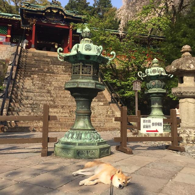 「史上最懶的柴犬」在任何地方都能一秒睡著，主人堅持帶牠旅遊「給牠全部的愛」