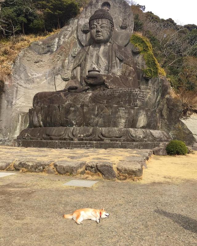 「史上最懶的柴犬」在任何地方都能一秒睡著，主人堅持帶牠旅遊「給牠全部的愛」