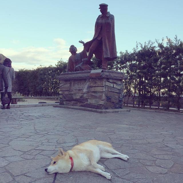 「史上最懶的柴犬」在任何地方都能一秒睡著，主人堅持帶牠旅遊「給牠全部的愛」